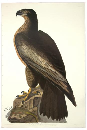 Bird of Washington